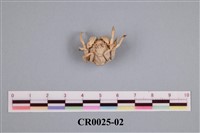 藏品(海和尚)的圖片